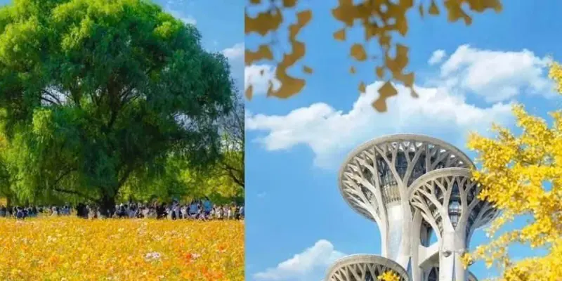 Công viên Rừng Olympic: đồng hoa sao nhái và tháp Olympic giữa ngân hạnh vàng