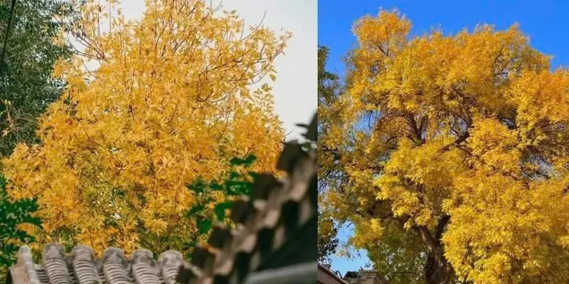 Ngân hạnh vàng và mái ngói xám ở ngõ Bắc La Cổ Hạng