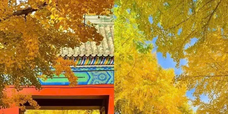 Cổng đỏ và ngân hạnh vàng ở công viên Địa Đàn