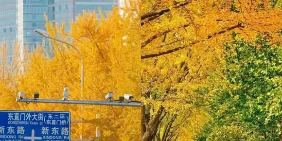 Ngân hạnh vàng bên đường Đông Trực Môn Ngoại, Bắc Kinh