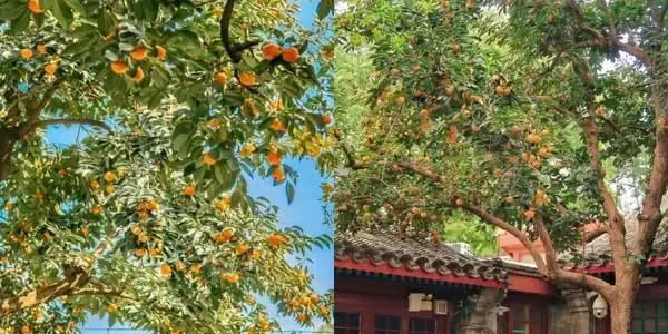 Cây hồng chín cam trong sân nhà cũ của Lão Xá