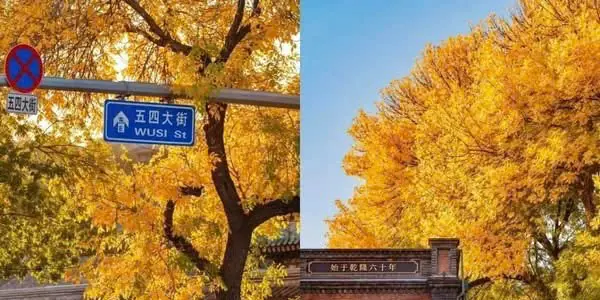 Ngân hạnh vàng và biển tên đường Ngũ Tứ