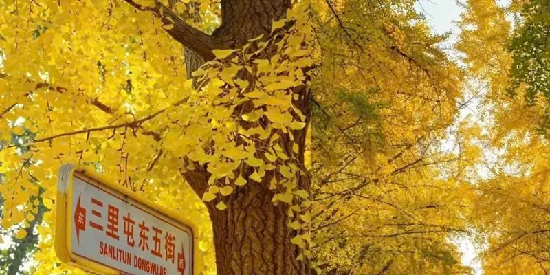 Biển tên phố Sanlitun Dongwujie dưới tán ngân hạnh